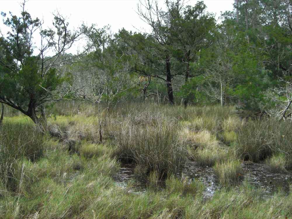 Coastal georgia salt marsh
