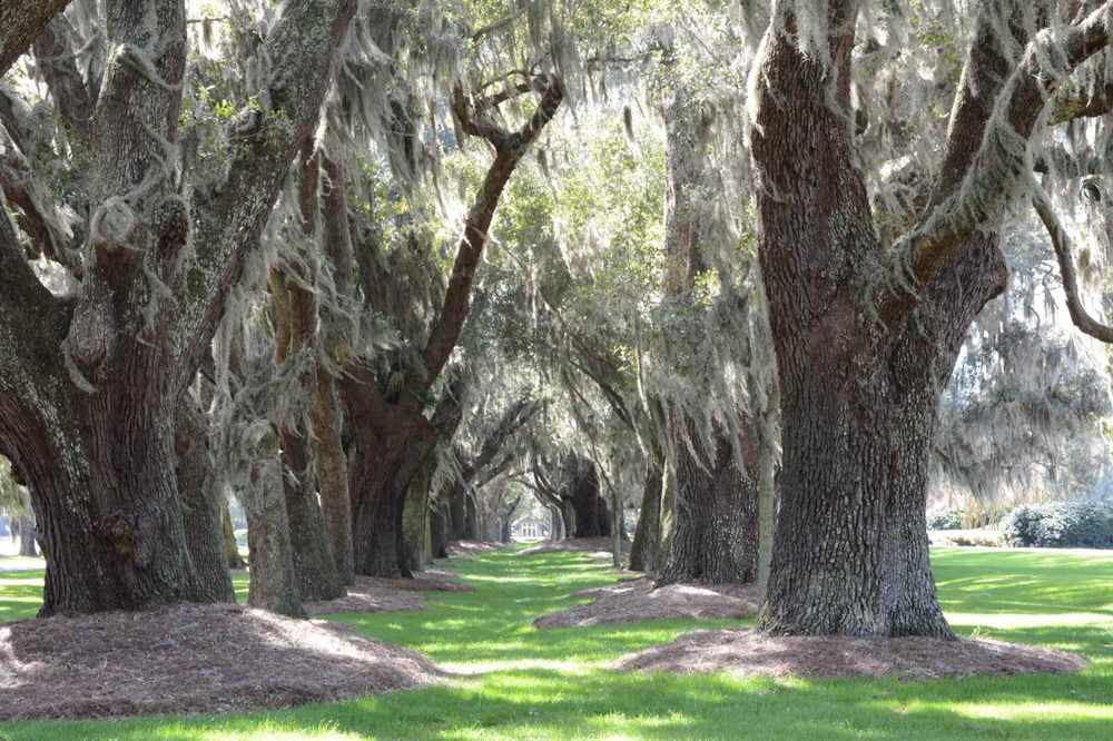 Live oak avenue draped in spanish moss in coastal georgia