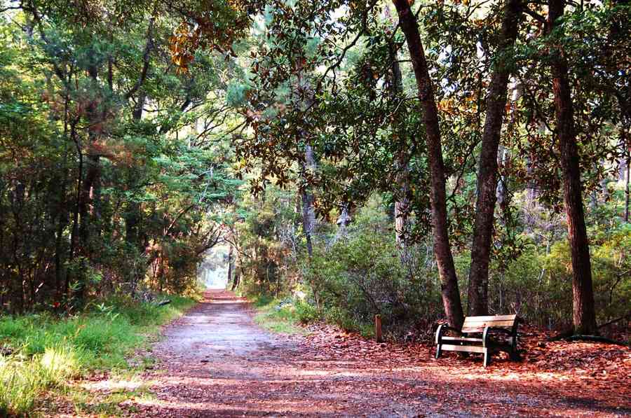 Maritime forest trail at skidaway island near savannah, ga