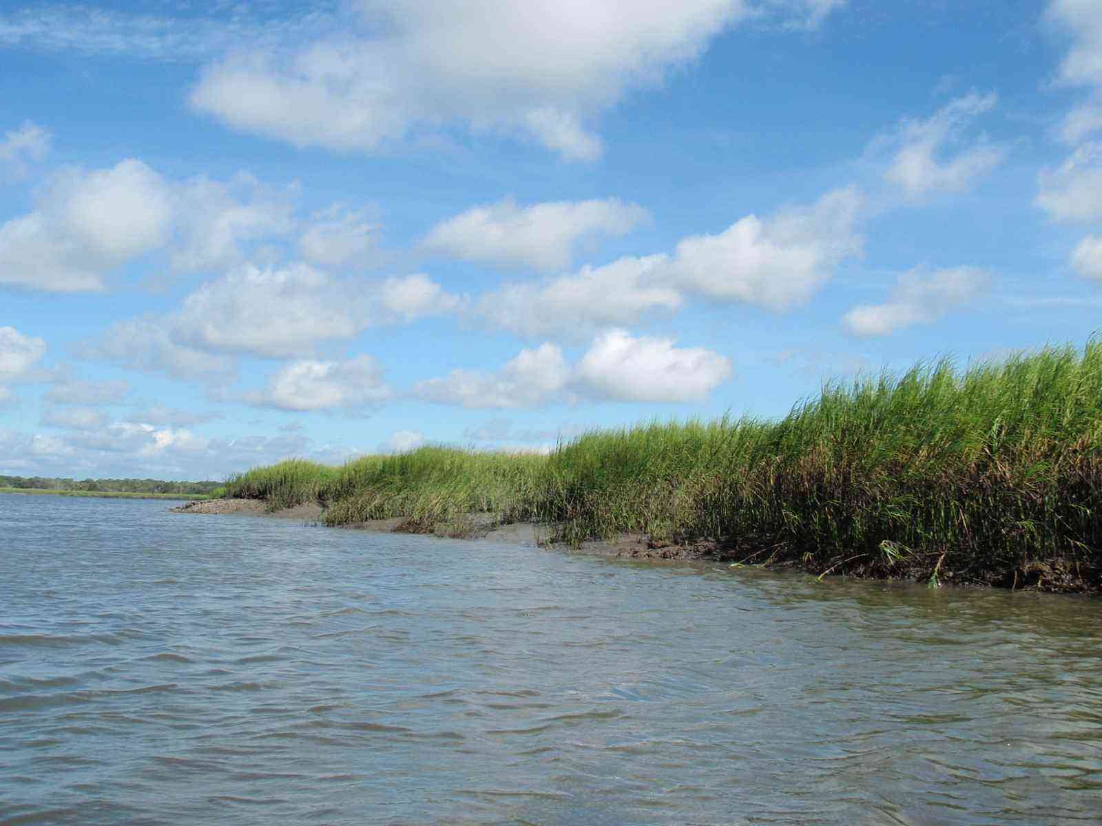 Tidal creek winding through a coastal georgia marsh