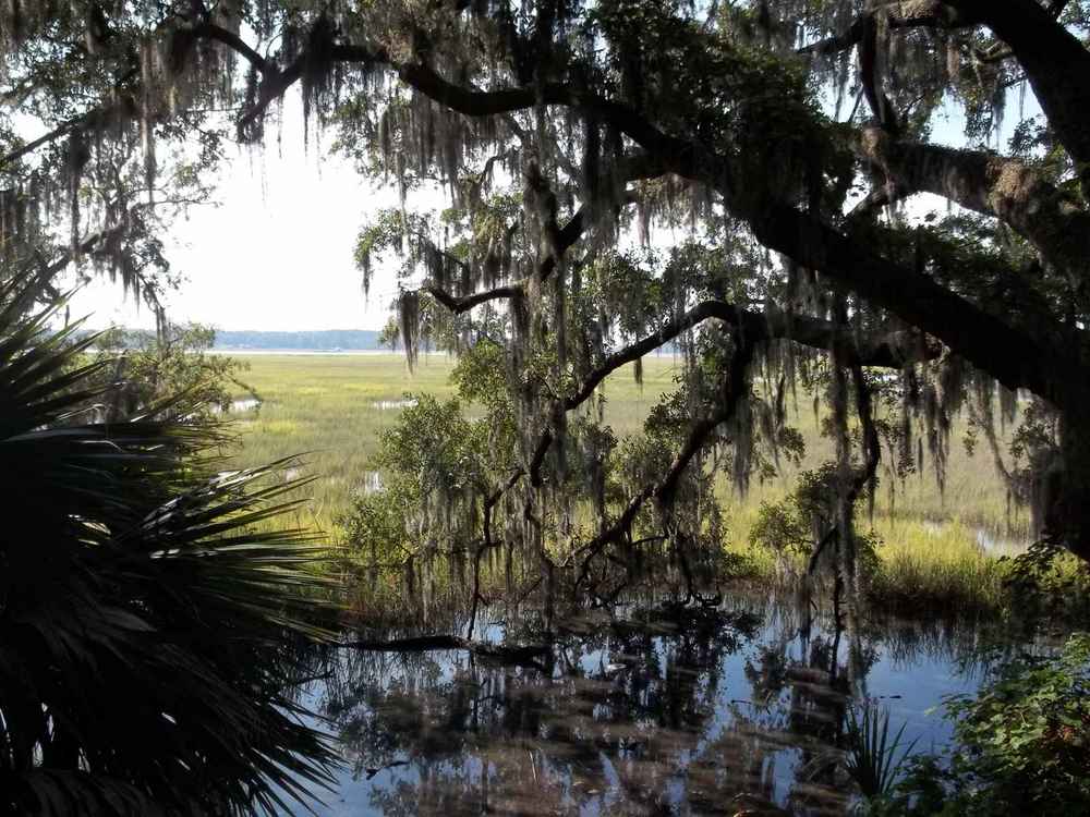 Salt marsh along the vernon river near white bluff, savannah, ga